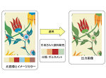 Color harmonization image